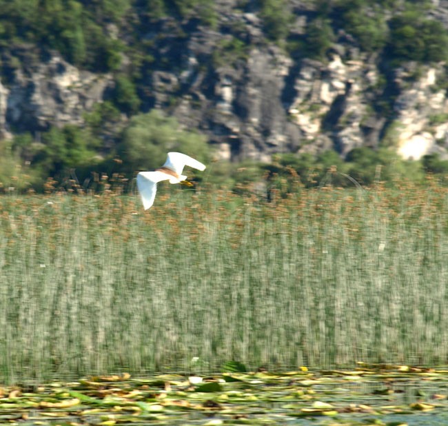 czapla modronosa