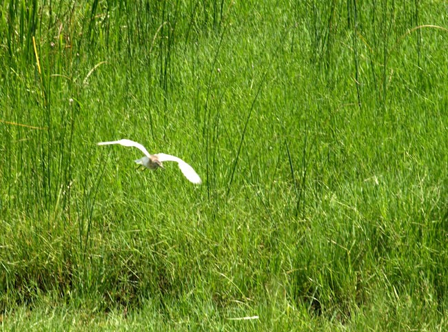 czapla modronosa ( dok)