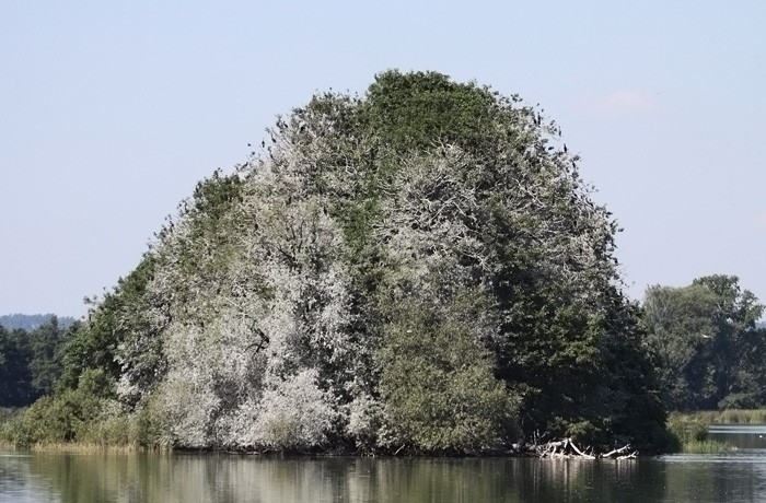 Wyspa kormoranów Stawy ...