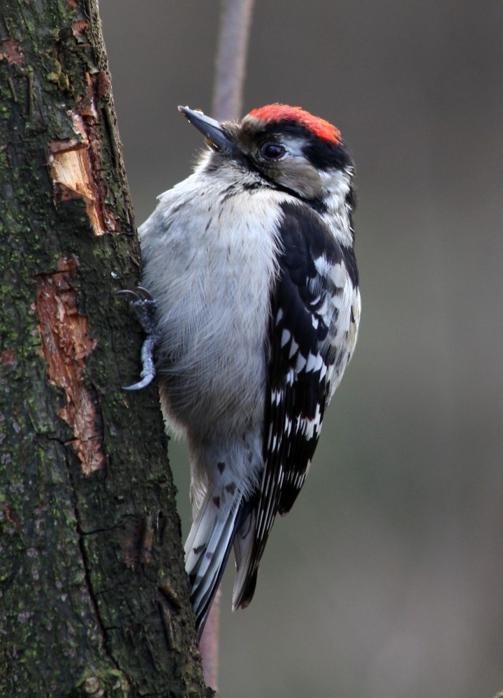 Dzięciołek.