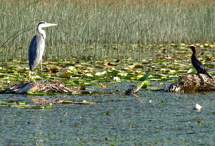 siwa i kormoran mały