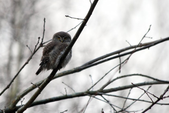 sóweczka (Glaucidium ...