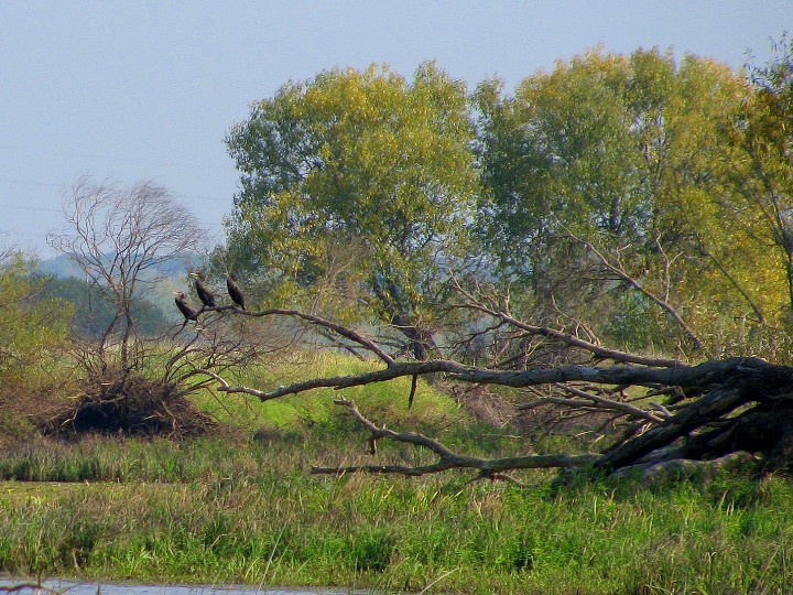 Popołudniowa sjesta